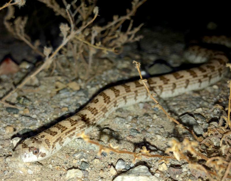 Spotted Leaf-nosed Snake (Phyllorhynchus decurtatus)