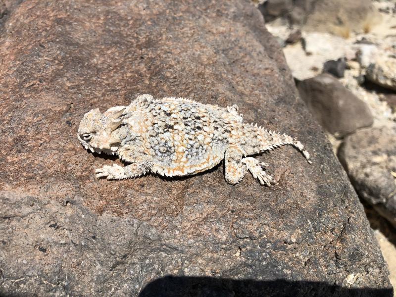 Southern Desert Horned Lizard (Phrynosoma platyrhinos calidiarum)