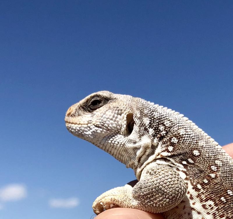 Northern Desert Iguana (Dipsosaurus dorsalis dorsalis)