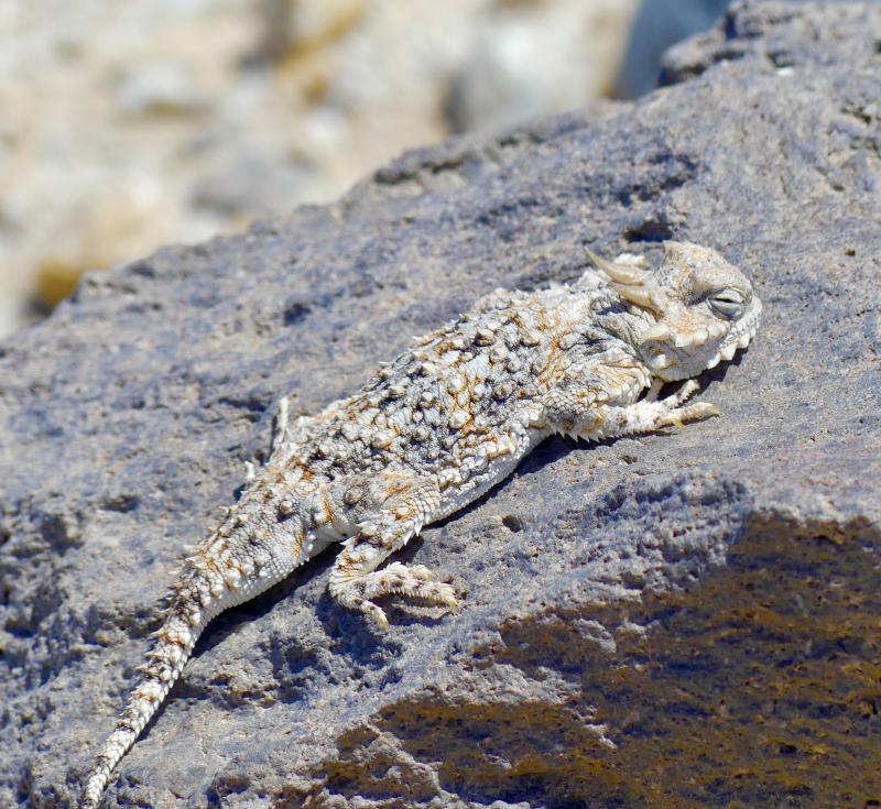 Southern Desert Horned Lizard (Phrynosoma platyrhinos calidiarum)