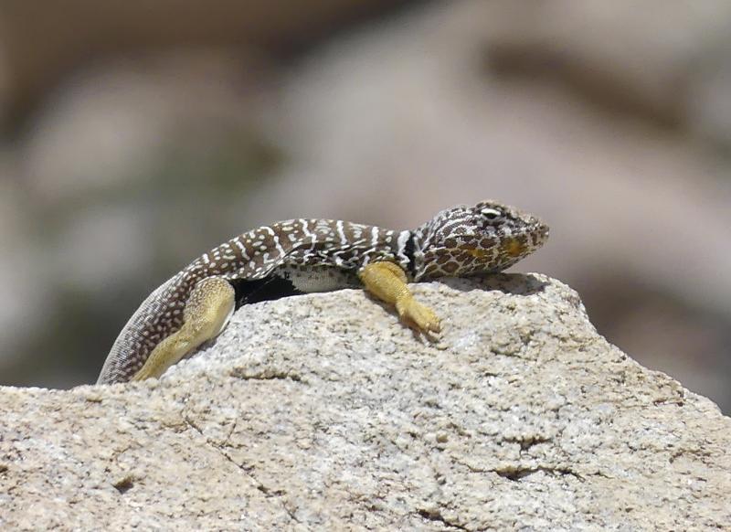 Baja California Collared Lizard (Crotaphytus vestigium)