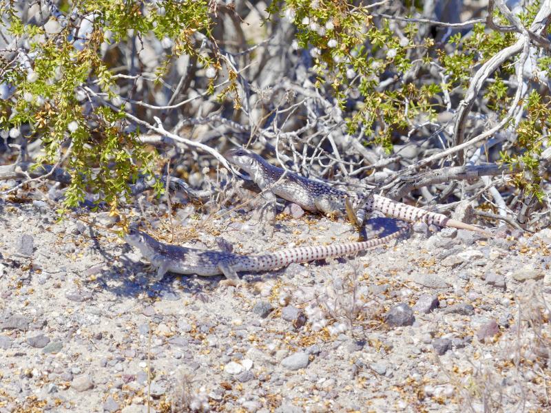 Northern Desert Iguana (Dipsosaurus dorsalis dorsalis)