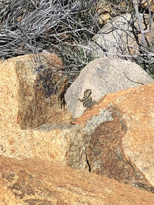 Baja California Collared Lizard (Crotaphytus vestigium)