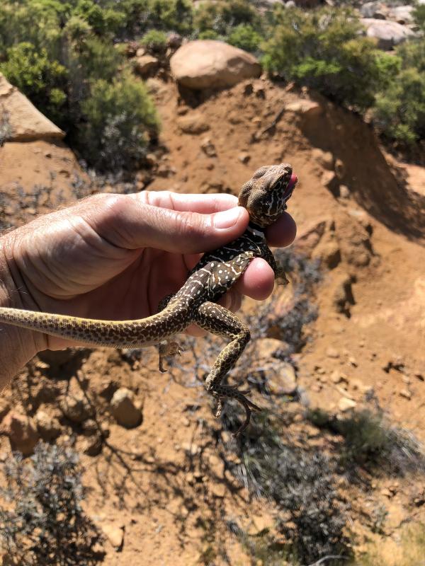 Baja California Collared Lizard (Crotaphytus vestigium)