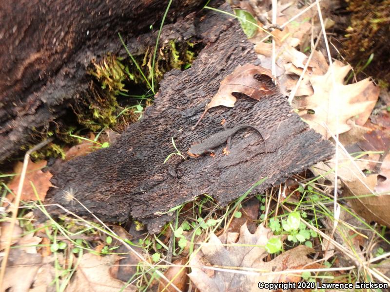 Red-bellied Newt (Taricha rivularis)