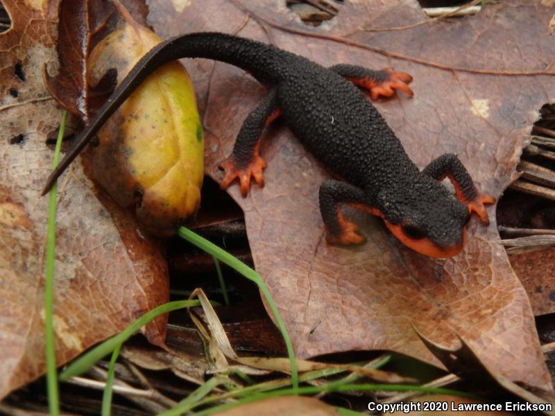 Red-bellied Newt (Taricha rivularis)