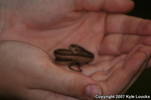 Eastern Gartersnake (Thamnophis sirtalis sirtalis)