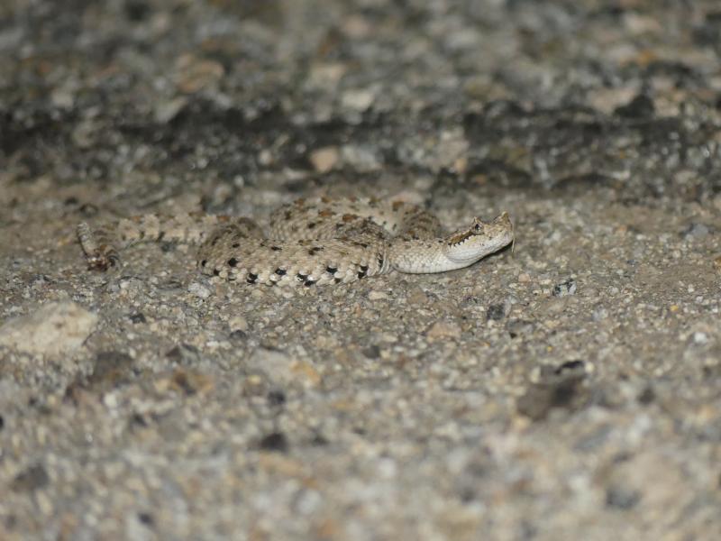 Colorado Desert Sidewinder (Crotalus cerastes laterorepens)