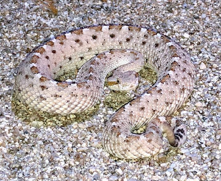 Colorado Desert Sidewinder (Crotalus cerastes laterorepens)