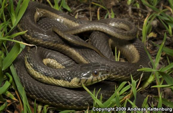 Two-striped Gartersnake (Thamnophis hammondii)