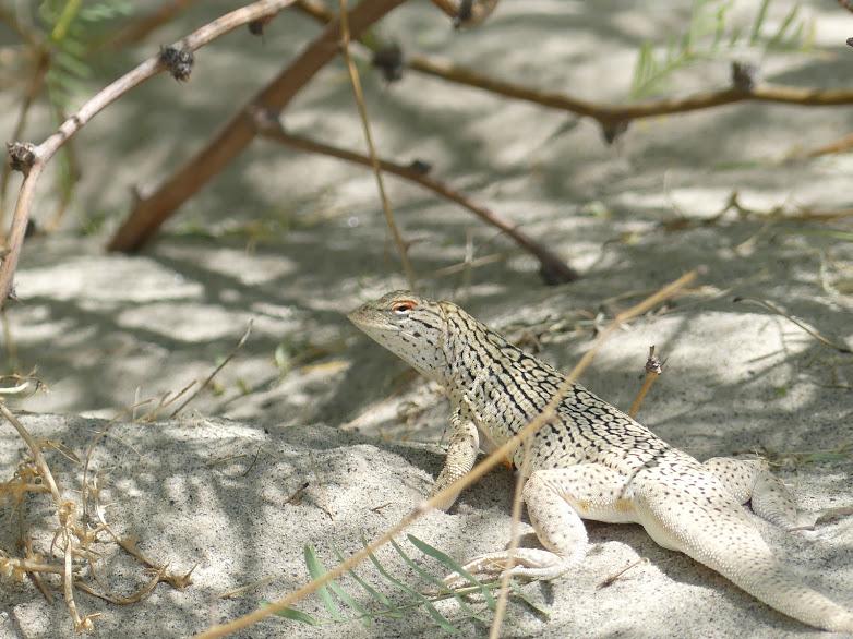 Colorado Desert Fringe-toed Lizard (Uma notata)