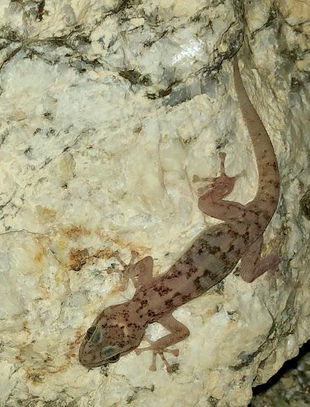 Peninsula Leaf-toed Gecko (Phyllodactylus nocticolus nocticolus)