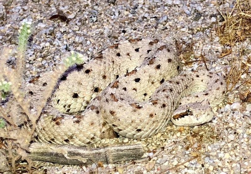 Colorado Desert Sidewinder (Crotalus cerastes laterorepens)