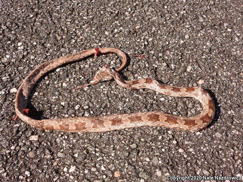 Gray Ratsnake (Pantherophis obsoletus spiloides)