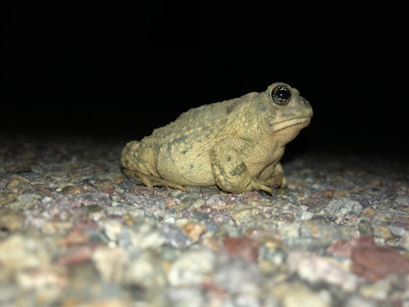 Arroyo Toad (Anaxyrus californicus)