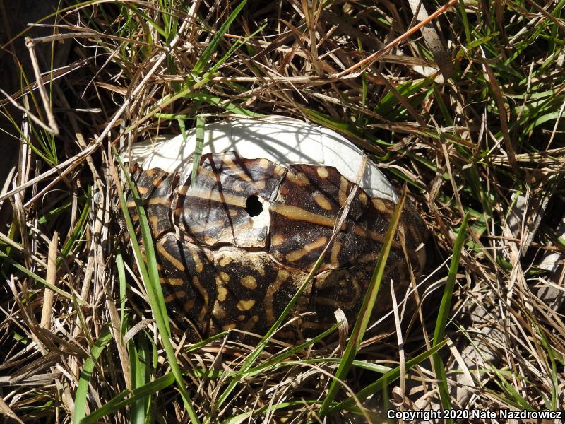 Florida Box Turtle (Terrapene carolina bauri)