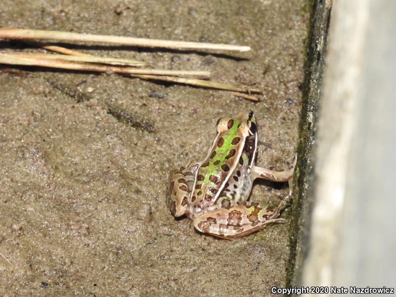 Southern Leopard Frog (Lithobates sphenocephalus)