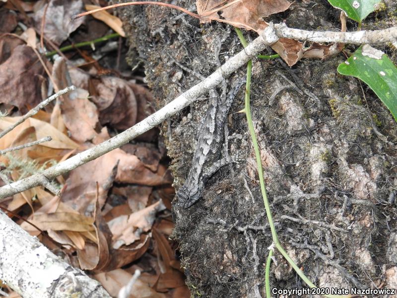 Eastern Fence Lizard (Sceloporus undulatus)