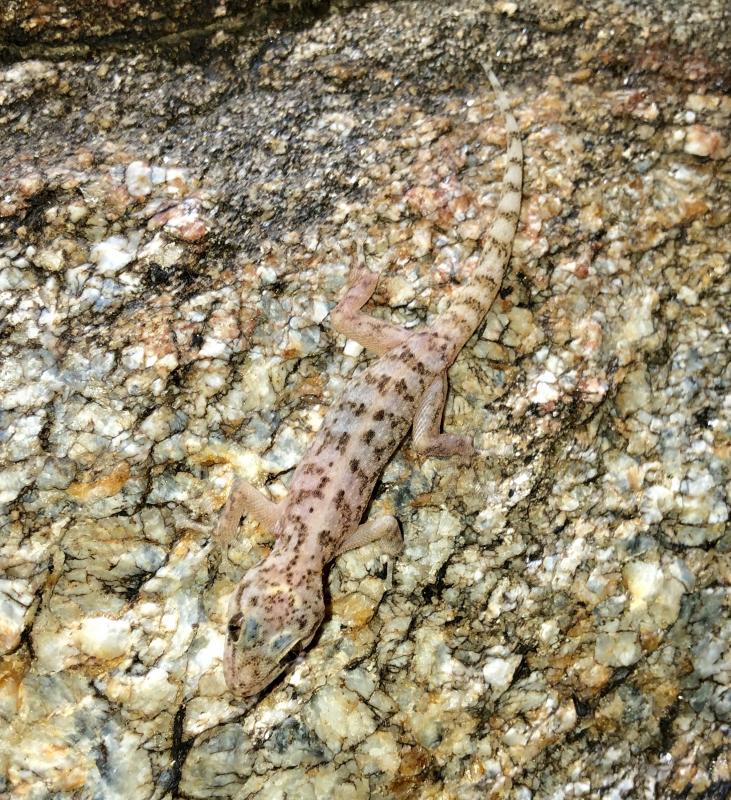 Peninsula Leaf-toed Gecko (Phyllodactylus nocticolus nocticolus)