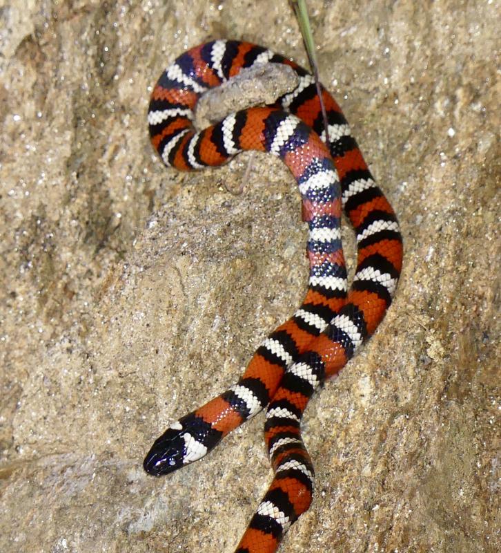 San Diego Mountain Kingsnake (Lampropeltis zonata pulchra)