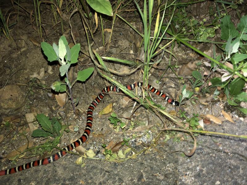 San Diego Mountain Kingsnake (Lampropeltis zonata pulchra)