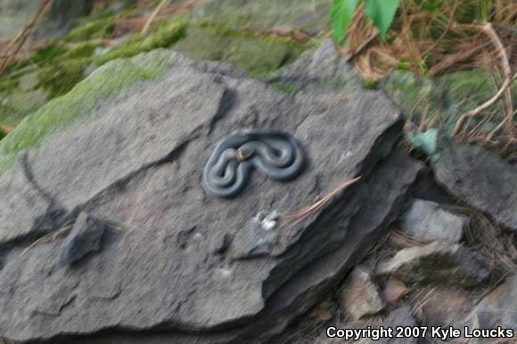 Northern Ring-necked Snake (Diadophis punctatus edwardsii)