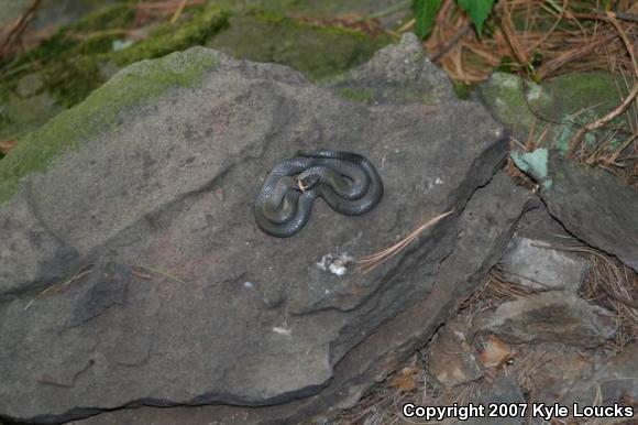 Northern Ring-necked Snake (Diadophis punctatus edwardsii)