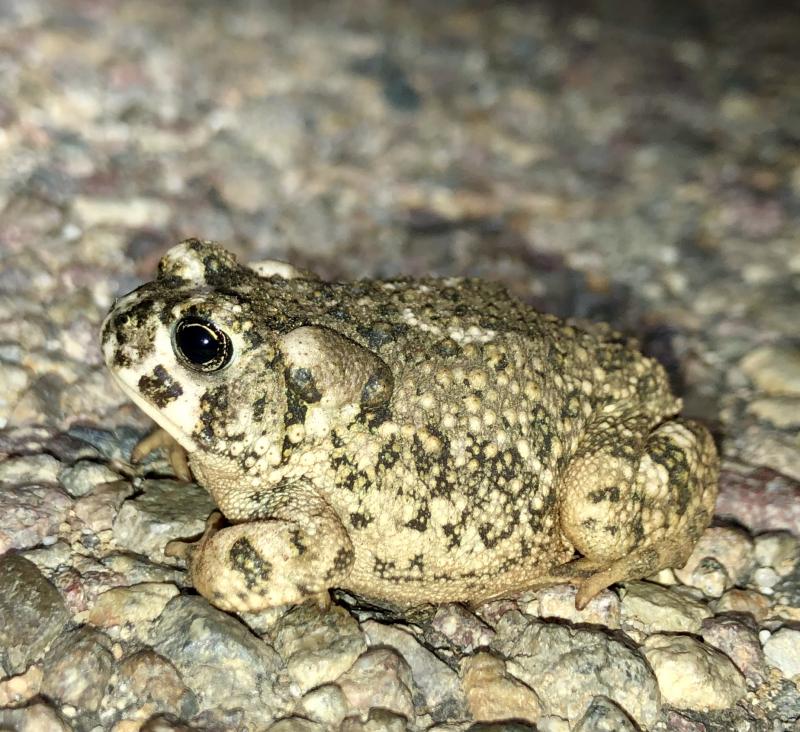 Arroyo Toad (Anaxyrus californicus)