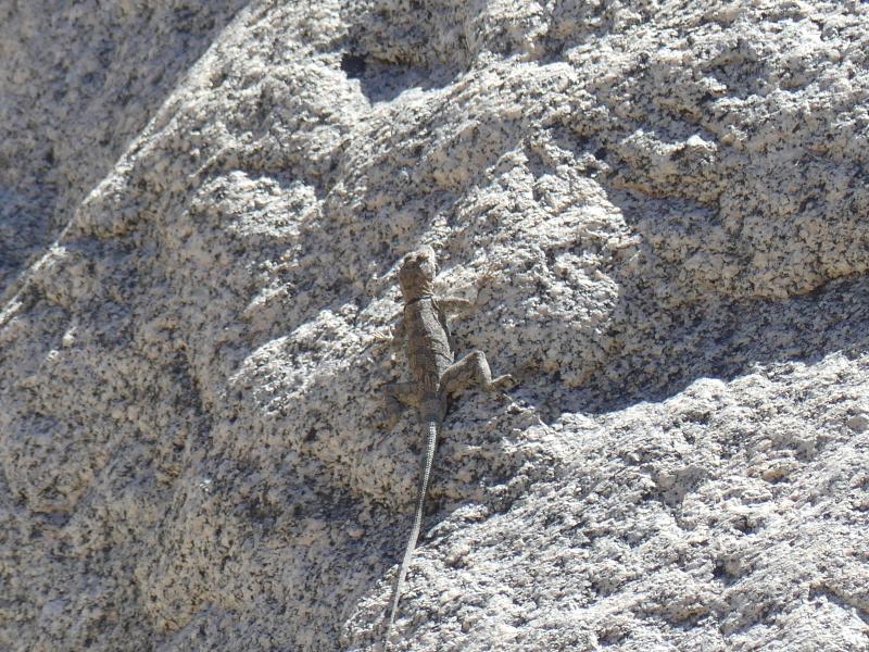 Banded Rock Lizard (Petrosaurus mearnsi)