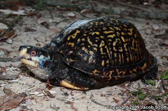 Gulf Coast Box Turtle (Terrapene carolina major)