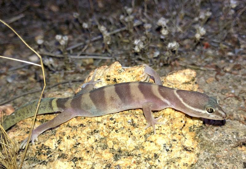 San Diego Banded Gecko (Coleonyx variegatus abbotti)