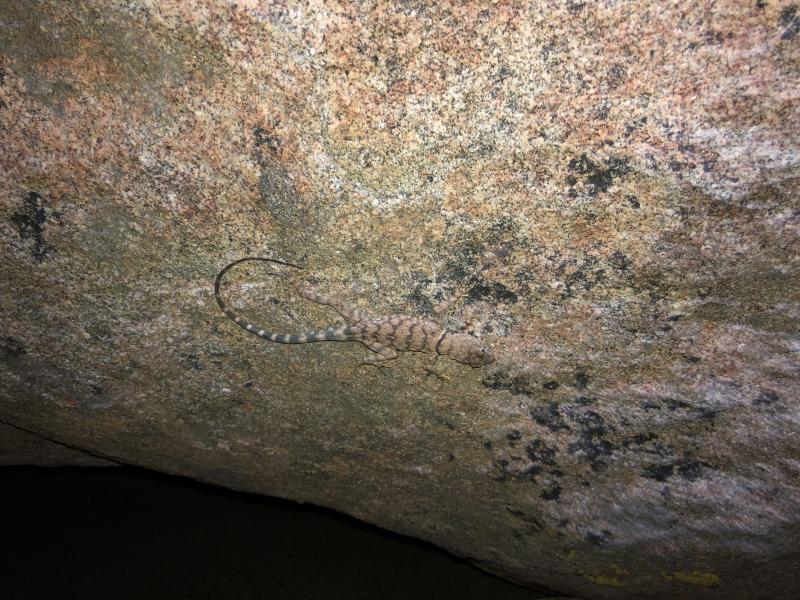 Banded Rock Lizard (Petrosaurus mearnsi)