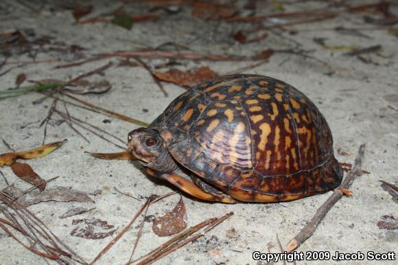 Gulf Coast Box Turtle (Terrapene carolina major)