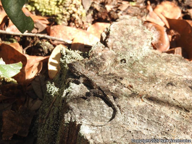 Eastern Fence Lizard (Sceloporus undulatus)