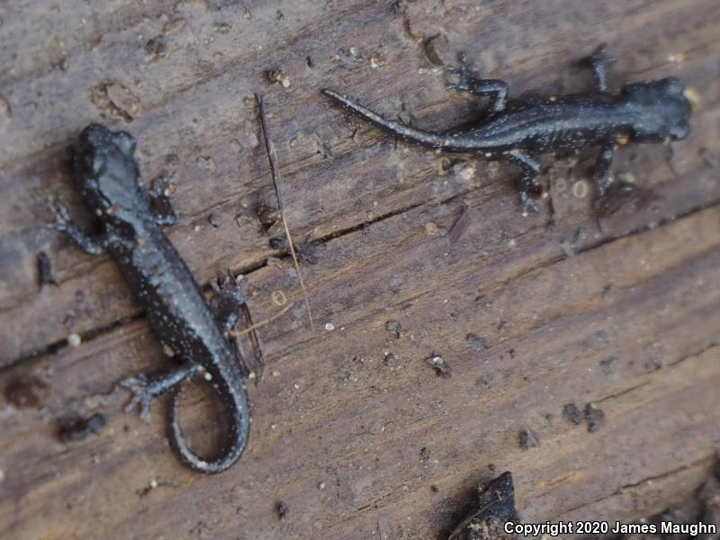 Arboreal Salamander (Aneides lugubris)