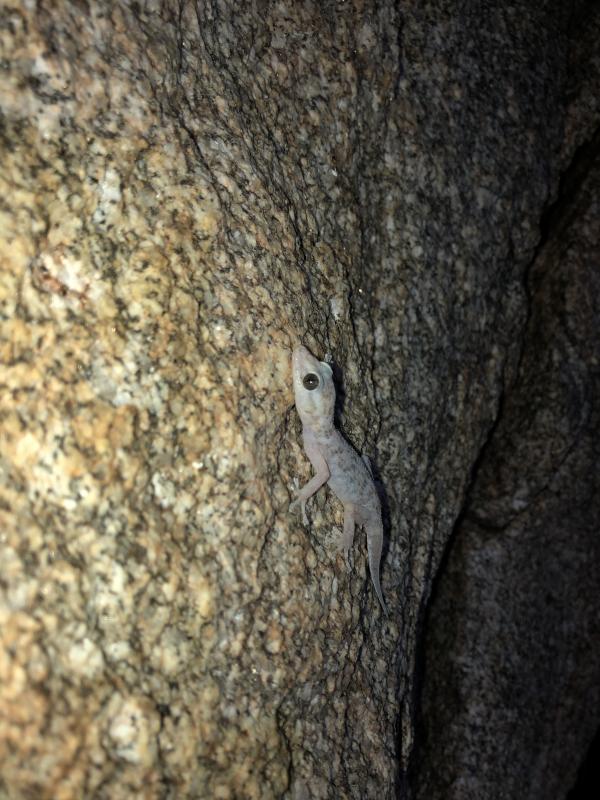 Peninsula Leaf-toed Gecko (Phyllodactylus nocticolus nocticolus)