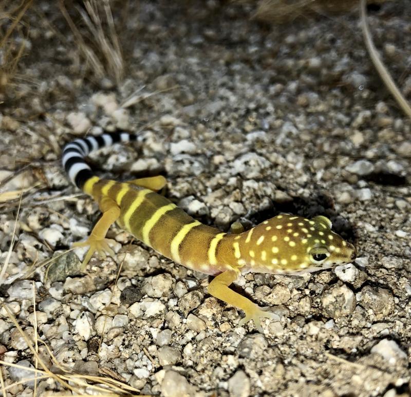 Penninsular Banded Gecko (Coleonyx switaki)