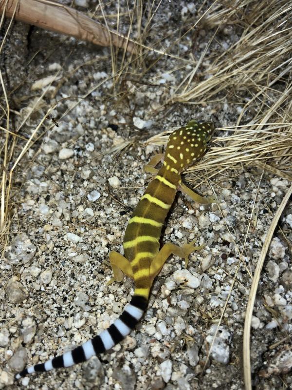 Penninsular Banded Gecko (Coleonyx switaki)