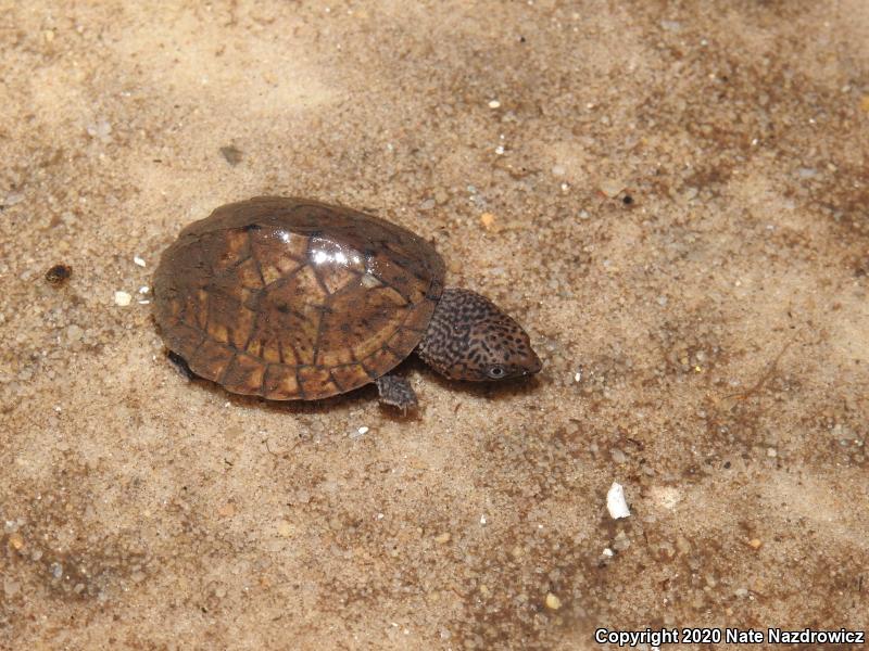 Loggerhead Musk Turtle (Sternotherus minor minor)