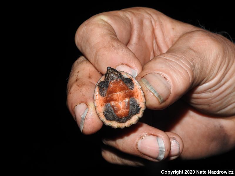 Loggerhead Musk Turtle (Sternotherus minor minor)