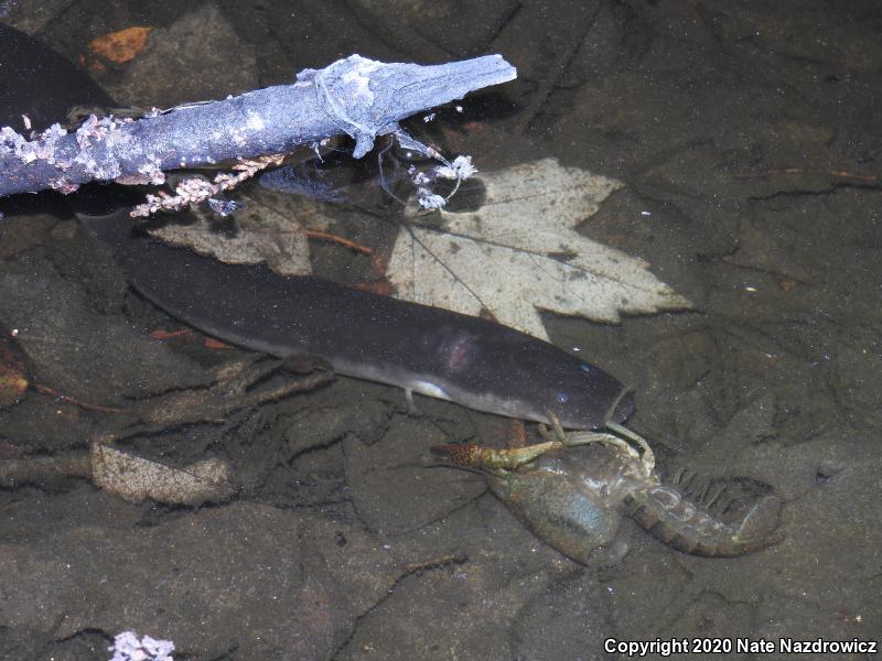 Two-toed Amphiuma (Amphiuma means)