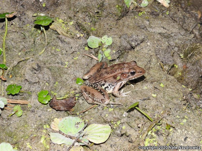 Florida Leopard Frog (Lithobates sphenocephalus sphenocephalus)