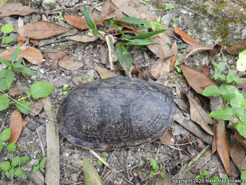 Loggerhead Musk Turtle (Sternotherus minor minor)