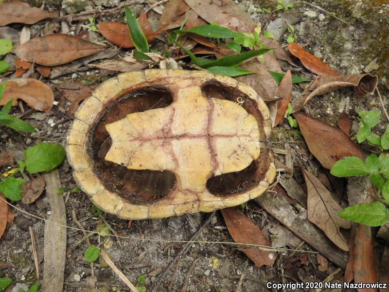 Loggerhead Musk Turtle (Sternotherus minor minor)