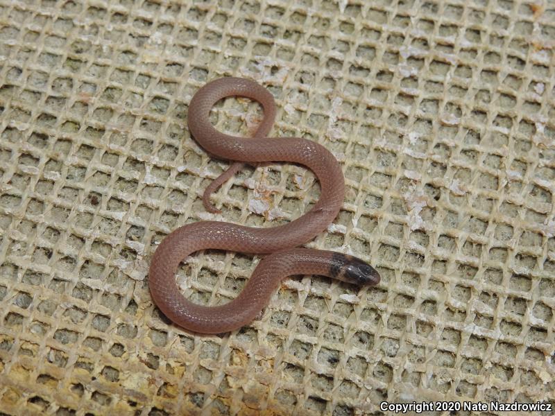 Peninsula Crowned Snake (Tantilla relicta relicta)