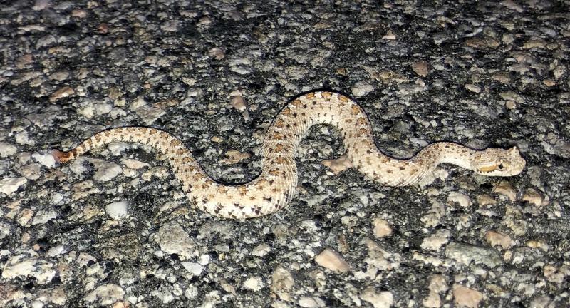 Colorado Desert Sidewinder (Crotalus cerastes laterorepens)