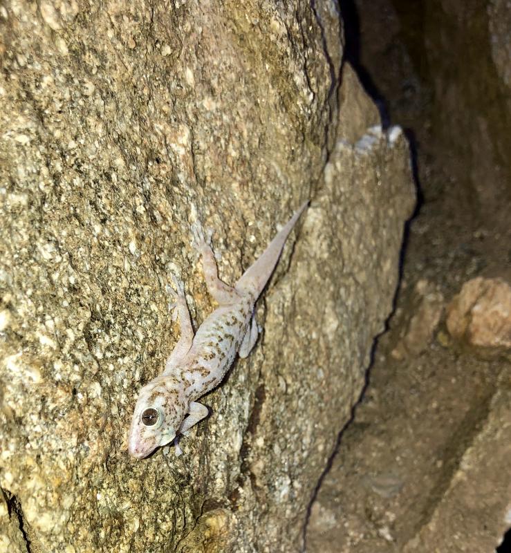 Peninsula Leaf-toed Gecko (Phyllodactylus nocticolus nocticolus)