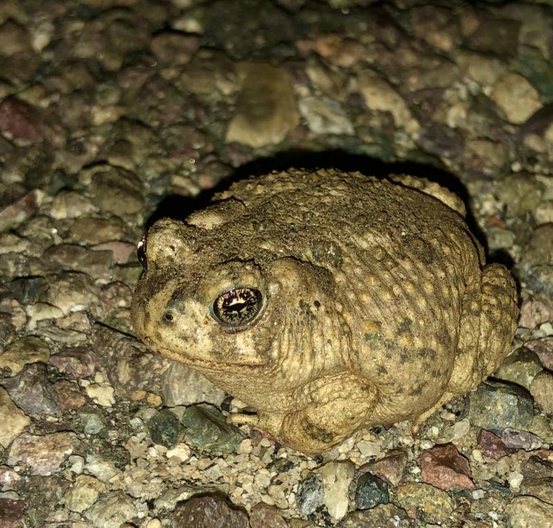 Arroyo Toad (Anaxyrus californicus)