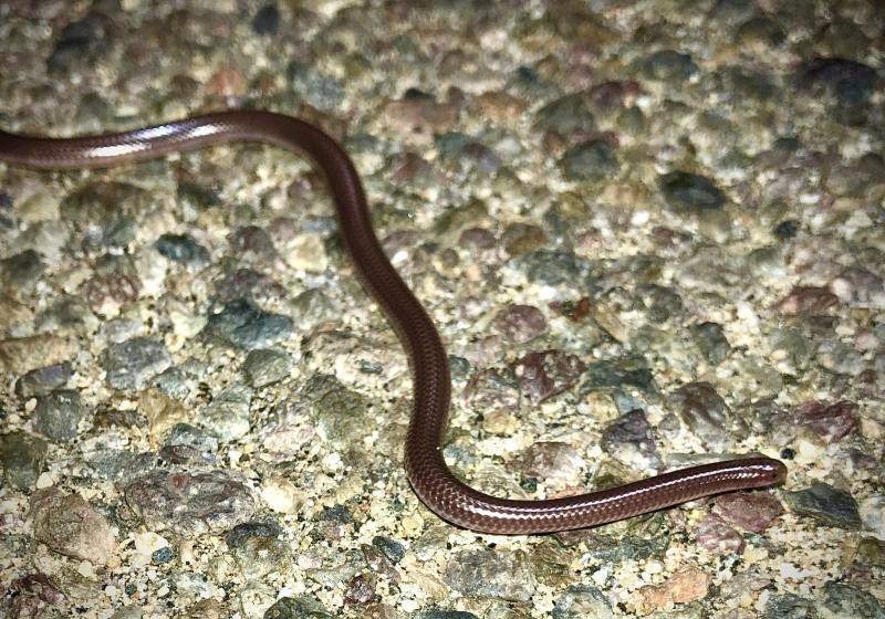 SouthWestern Threadsnake (Leptotyphlops humilis humilis)