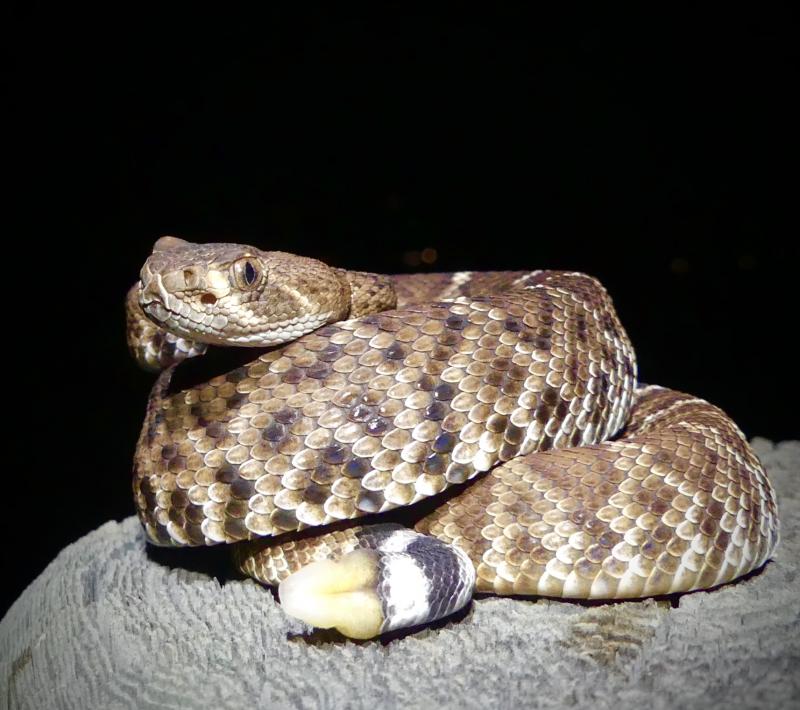 Red Diamond Rattlesnake (Crotalus ruber)